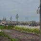 Les pollinisateurs sur les quais de Bordeaux