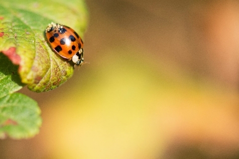 Les insectes au jardin